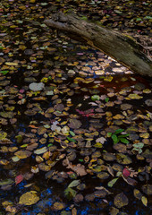 480-92 Autumn Leaves on Raccoon Creek