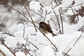 Sparrows in a park during winter season, Moscow
