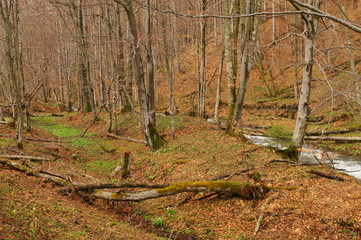 Bieszczady National Park - Terebowiec stream valley. Poland.
