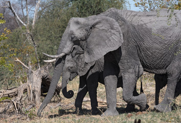 small elephant group in the dry okavango delta
