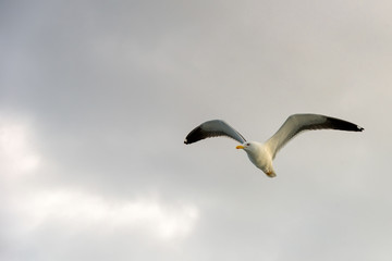 Sea gull soars in the sky above the sea