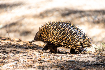 Echidna