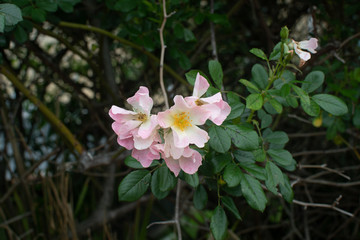 Obraz na płótnie Canvas Pink Flower
