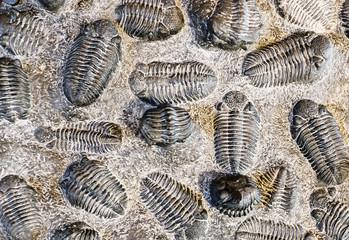 fossil trilobite imprint in stone, paleontology concept
