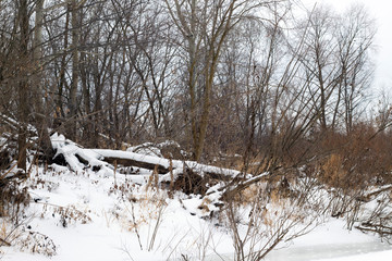 Amazing and beautiful winter nature, snow and brown trees.