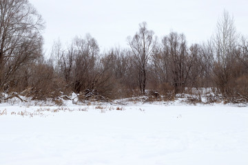 Fototapeta na wymiar Amazing and beautiful winter nature, snow and brown trees.