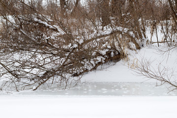Amazing and beautiful winter nature, snow and brown trees.