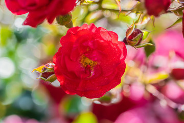 Rose flower on a green blur background.