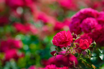 Rose flower on a green blur background.