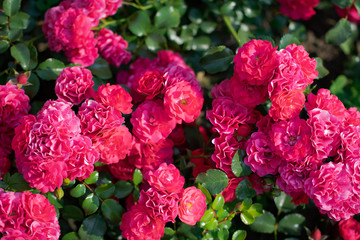 Rose flower on a green blur background.