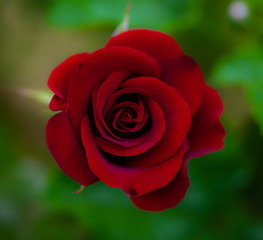 Red rose flower on a green blur background.