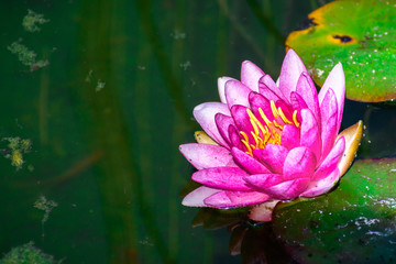 Bright pink water lily covered in tiny bugs on a dark green background; California