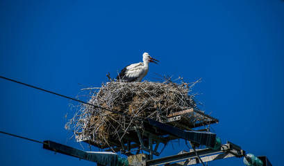 Cigogne sur son nid.