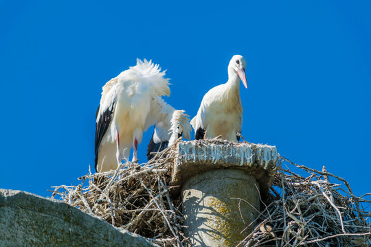 Cigognes dans leur nid.