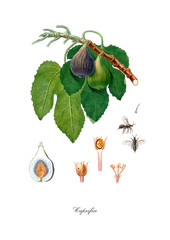 Rare watercolour drawing of figs with insect. 
