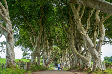 Fototapeta premium couple walking down row of trees in Ireland