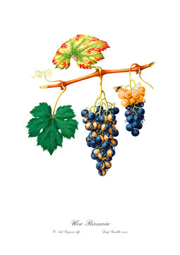 Grape antique illustration after restored. Bizzard grape. 