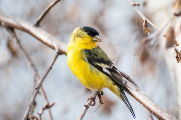 Male Lesser Goldfinch (Spinus psaltria) perched on a branch in a birch tree, south San Francisco bay area, California