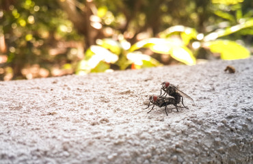 Mating Flies on Wall in the garden