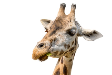 Closeup portrait of a giraffe head Giraffa Camelopardalis eating leaf isolated on white background.