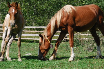 Obraz premium mare and foal in the field