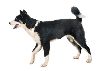 young Yakutian Laika