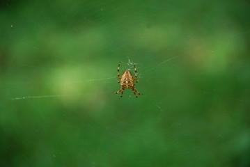 spider on a web