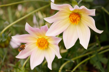 Fototapeta premium Bumblebee flies to white clematis