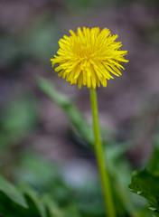 Macrophotographie fleur sauvage - Pissenlit officinal - Taraxacum campylodes
