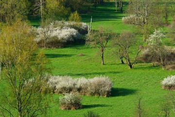 Tworylne - abandoned village in the Bieszczady Mountains with flowering blackthorn
