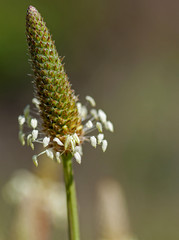 Macrophotographie fleur sauvage - Plantain lanceole - Plantago lanceole