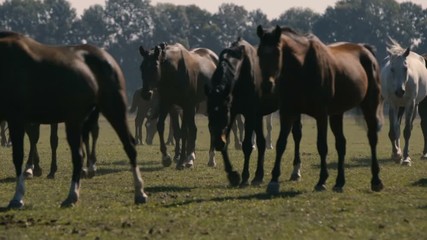 Group of thoroughbred horses walking on green field in Ukraine in summer
