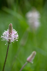 Macrophotographie fleur sauvage - Plantain lanceole - Plantago lanceole