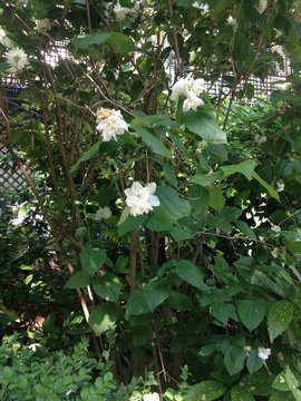 White Jasmine Flowers In The Garden Of Paris. France