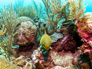 Naklejka na ściany i meble Green Moray Eel in Belize Coral Reef