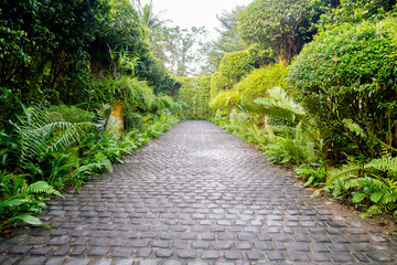 Cobble stone walkway in a tropical garden