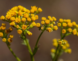 Macrophotographie fleur sauvage - Tanaisie commune - Tanacetum vulgare