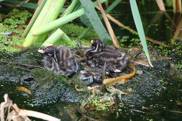 Three Cute Little Grebe (Tachybaptus ruficollis) chicks sitting on the nest waiting for the parents to come back to feed them. © Sandra Standbridge