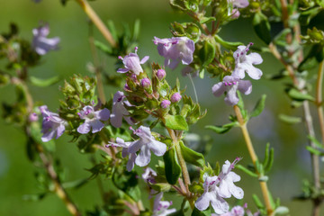 Macrophotographie fleur sauvage - Thym commun - Thymus vulgaris