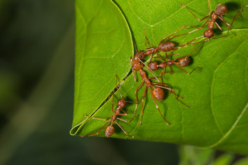 weaver ants teamwork biting leaf to build their nest