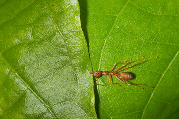 weaver ant biting edge of leaf and pulling together to bulid the nest