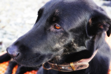 Portrait of big brooding dog. Black dog with bright eyes. Russia