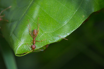 weaver red ant biting edge of green leaf to build nest