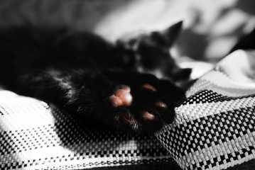 Paw of a black cat close up in the center of the photo, only one color detail on a black and white...