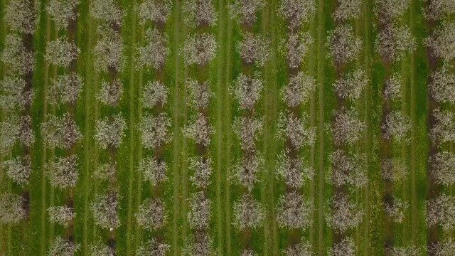 Agriculture, beautiful bloosoming plum fruit trees in orchard, Lot et Garonne, 47, France