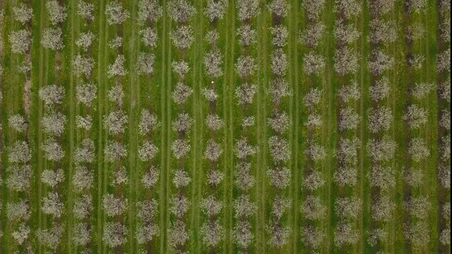 Agriculture, beautiful bloosoming plum fruit trees in orchard, Lot et Garonne, 47, France