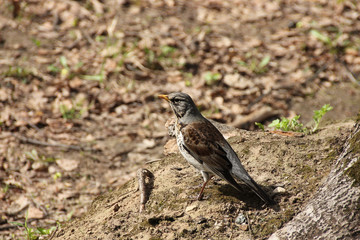 The thrush of a fieldfare spring on earth looks thoughtfully into the distance