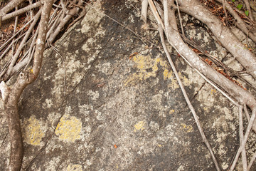 Background image of tree roots on spotted stone