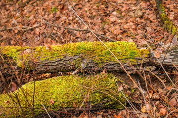 Fallen tree in autumn. Green moss on a fallen tree. Seasonal nature background.