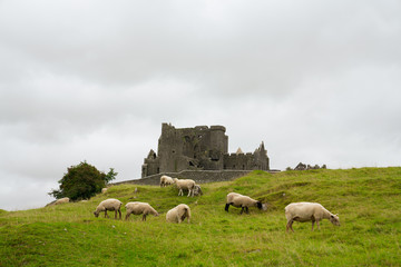 Obraz premium sheep on the hill by castle